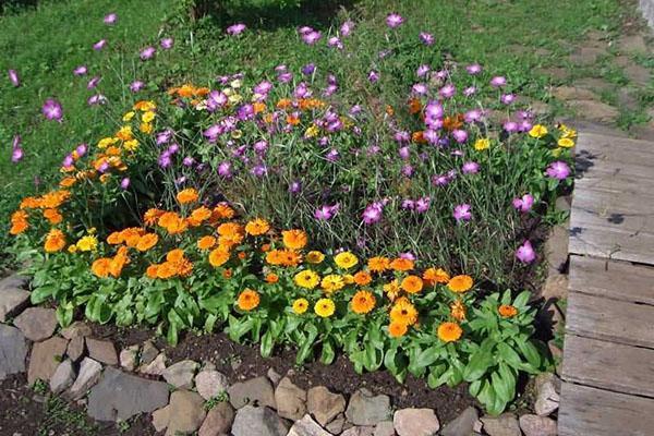 calendula dans le jardin fleuri