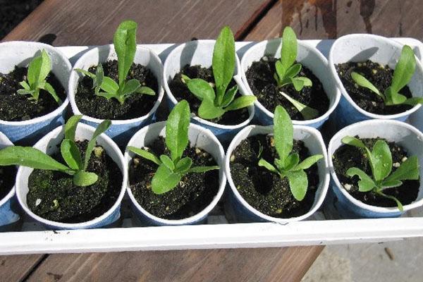 Cultivo de plántulas de caléndula a partir de semillas.