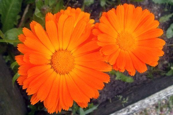 calendula en plein champ