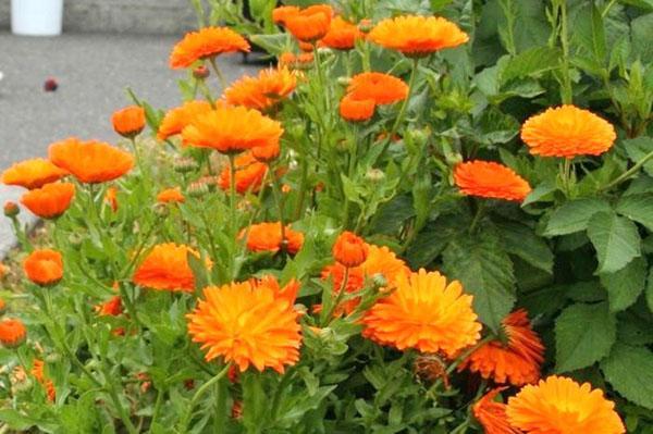 floraison luxuriante de calendula dans un parterre de fleurs