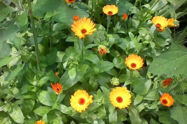 caléndula en las camas en el jardín