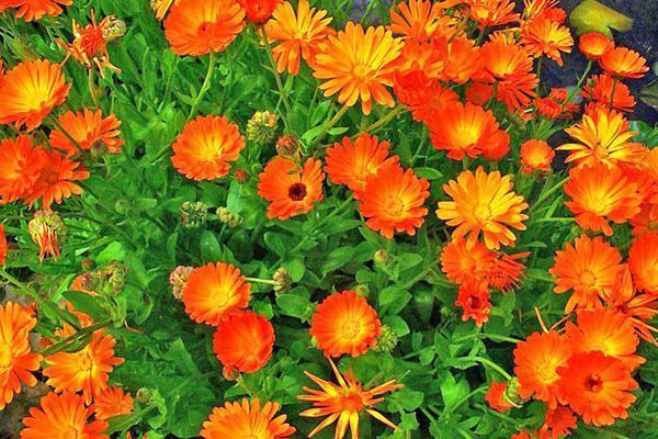 rideau de calendula dans le jardin