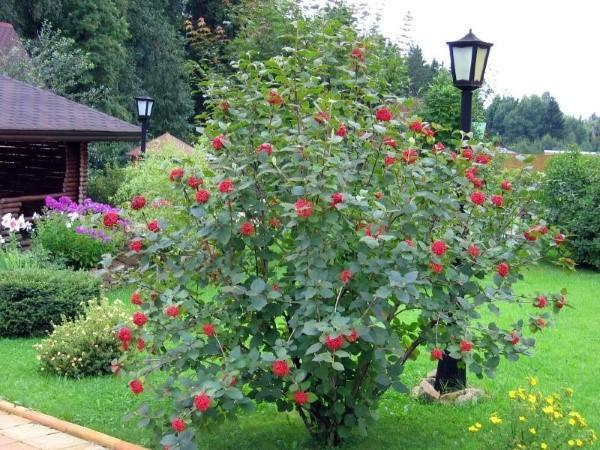 viburnum creciente