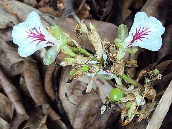 madura el cardamomo