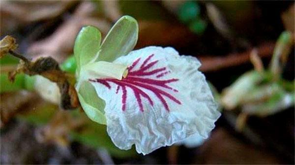 flores de cardamomo