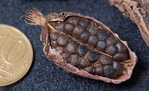 semillas maduras para plantar