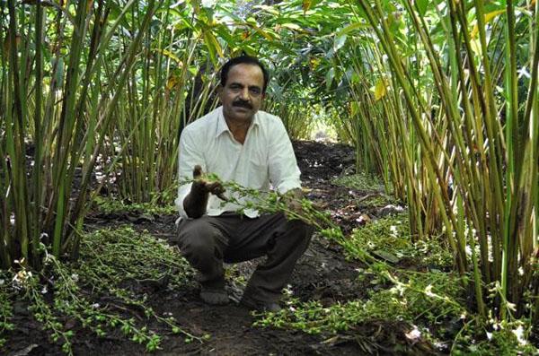 plantación de cardamomo