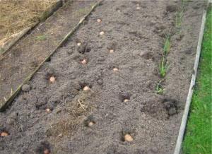 Schéma de plantation de pommes de terre