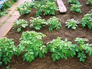 Première alimentation de pommes de terre