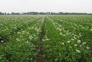 Segundo tratamiento durante la floración.