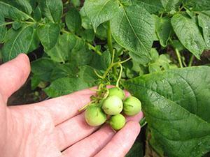 Tercer tratamiento al final de la floración
