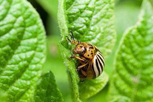 Plaga de la patata escarabajo de la patata de colorado