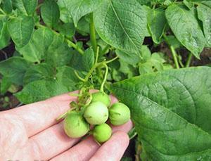 Collecte de graines pour la plantation ultérieure