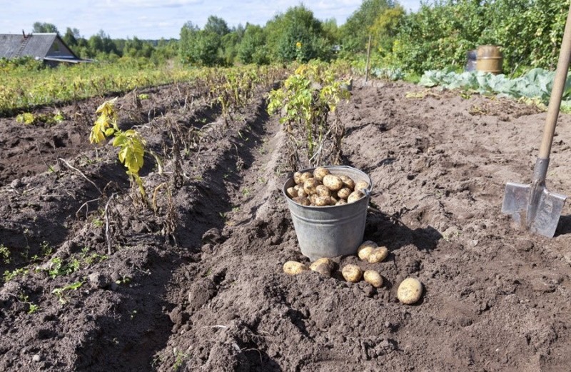 cosechando patatas