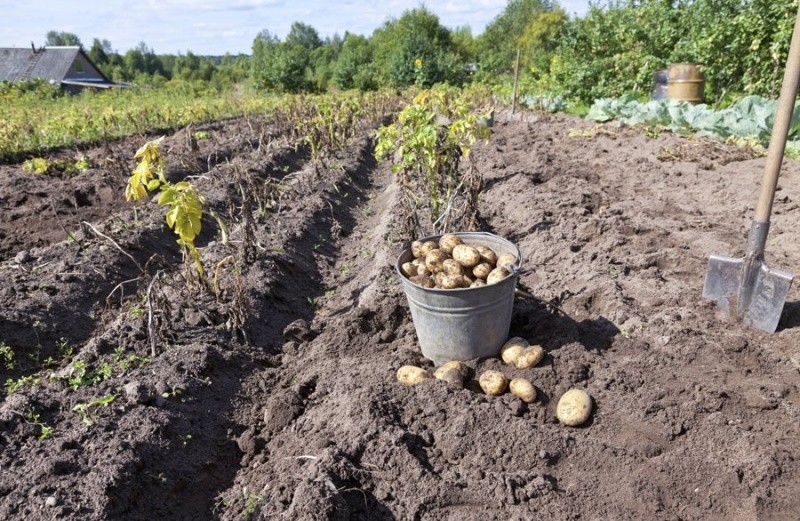 récolte de pommes de terre