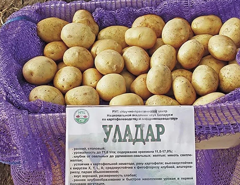 variedad de patata uludar