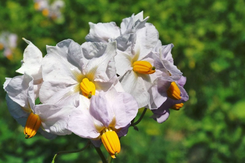 patatas en flor