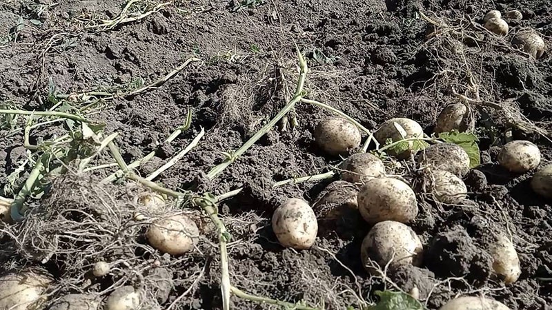 temps de maturation des pommes de terre