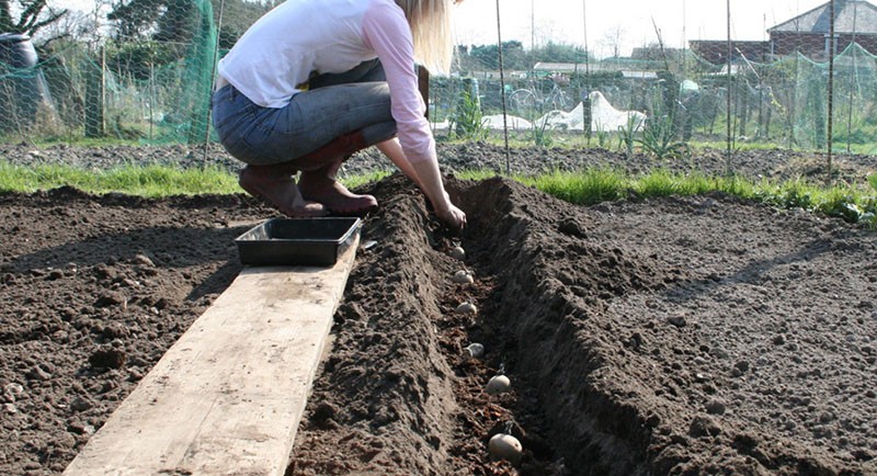 planter des pommes de terre