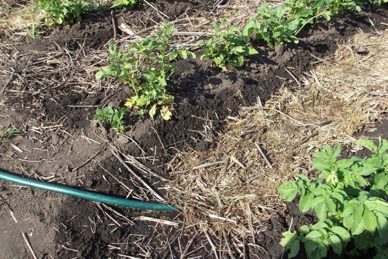 regando patatas y mulching