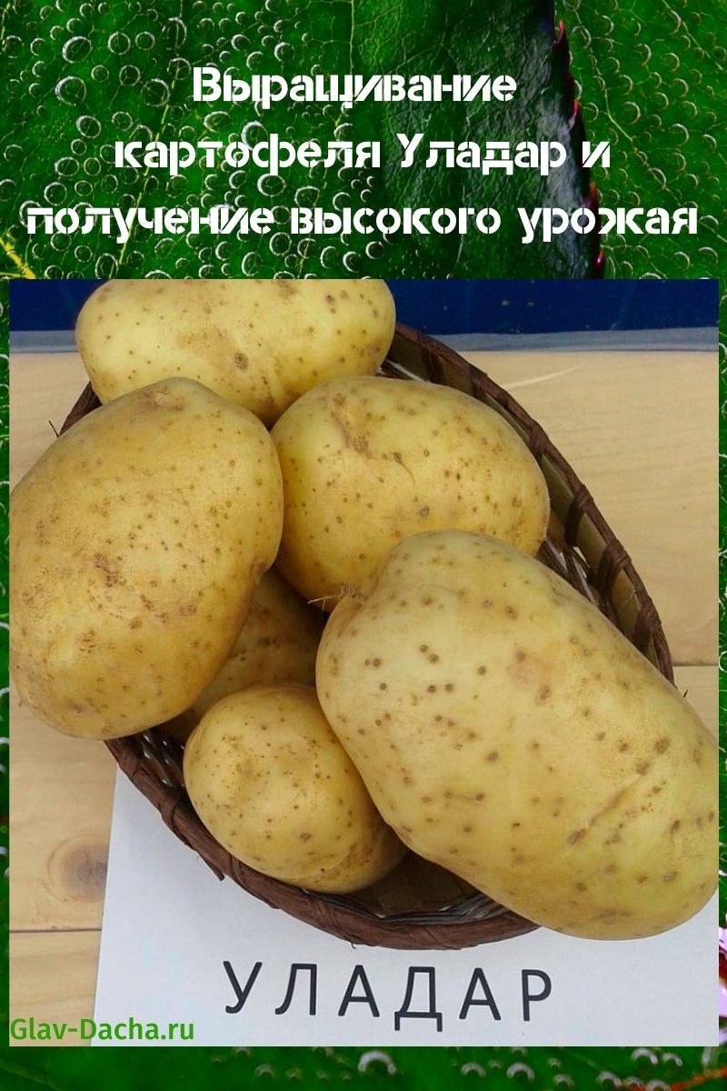 culture de pommes de terre uladar