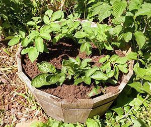 Cultivo de patatas en barril de madera.