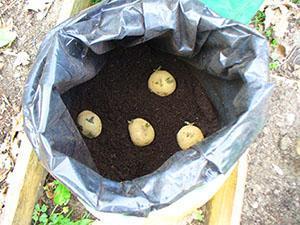 Plantar patatas en una bolsa
