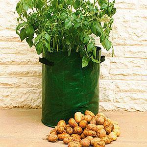 Récolter des pommes de terre dans un sac