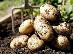 Récolte de pommes de terre