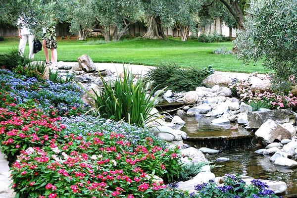 catharanthus junto al estanque