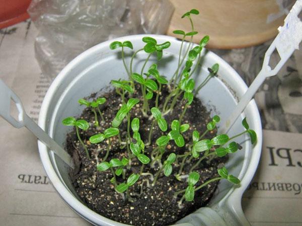 semis de graines de catharanthus