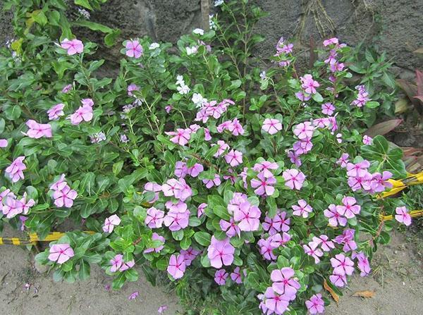 catharanthus en el macizo de flores