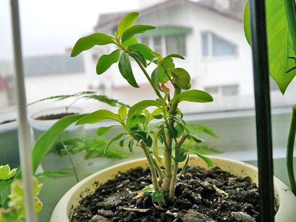 catharanthus en invierno