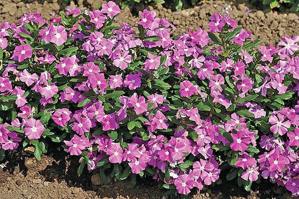 catharanthus à floraison luxuriante