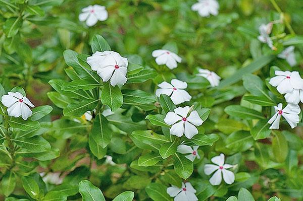 Variété Ocellatus