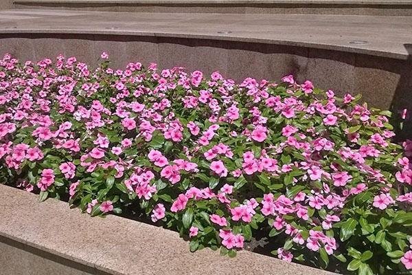 creciente catharanthus en camas abiertas