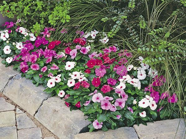 creciente catharanthus en el jardín