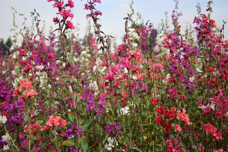 una mezcla de tintes clarkia agraciada