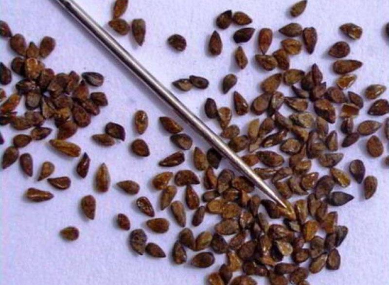 colección de semillas de clarkia agraciado