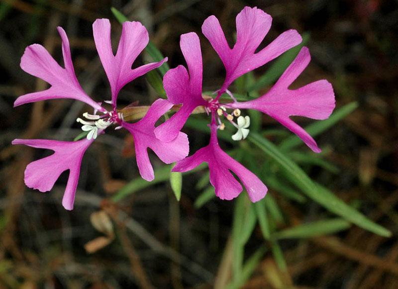 florido clarkia agraciado