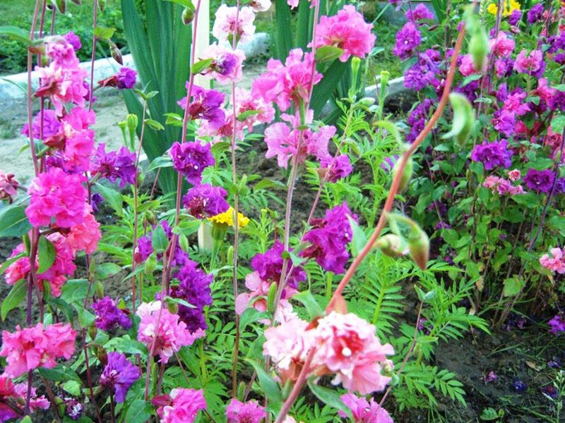 cultivo exitoso de Clarkia agraciado