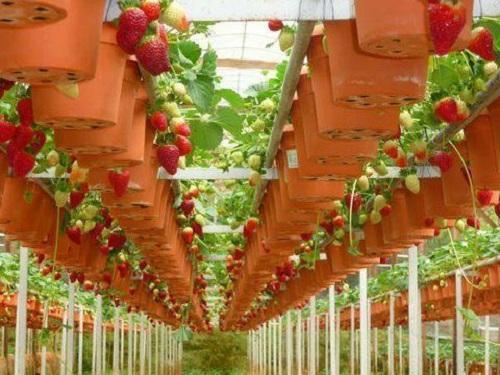 fraises en pots