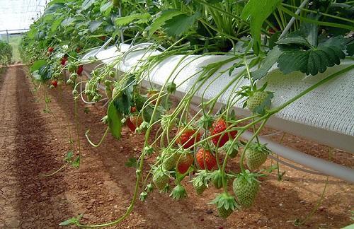 fraises dans une palette