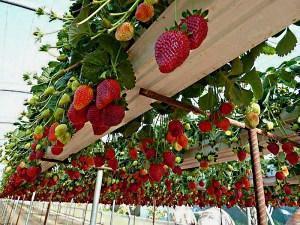 culture verticale de fraises