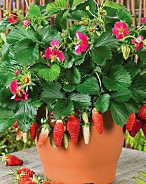 fraises en pot en fleurs
