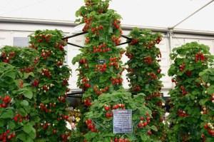 culture verticale de fraises