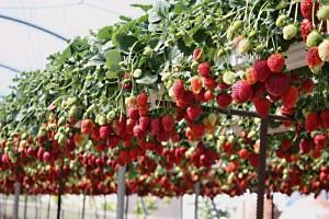 les fraises ont besoin de lumière