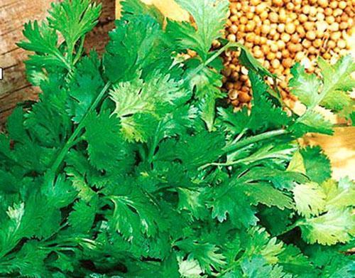 cultivo de cilantro a partir de semillas