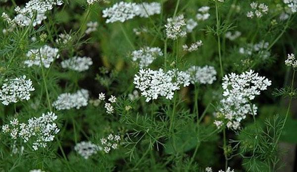 flores de cilantro