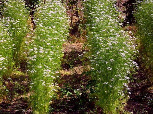 cama de cilantro en flor